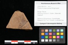 Foto (Objekt + Etikett) von Phyllerium palaeocassiae Ettingshausen (NHMW-GEO-2024-0188-0014)